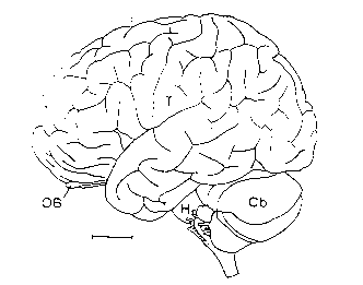 Primate Brain