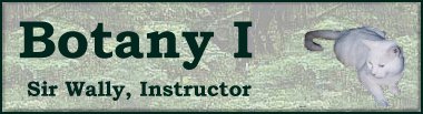 Botany 1